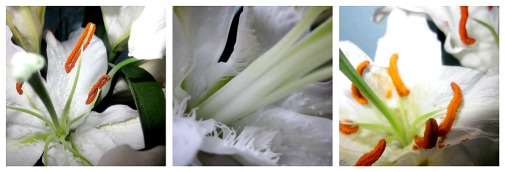 blumenfreundschaft