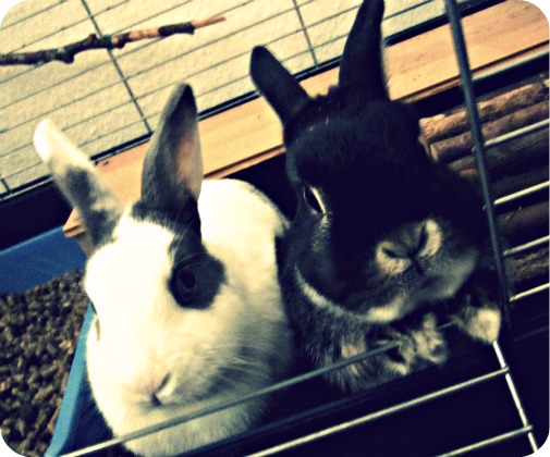 pet12pix-01